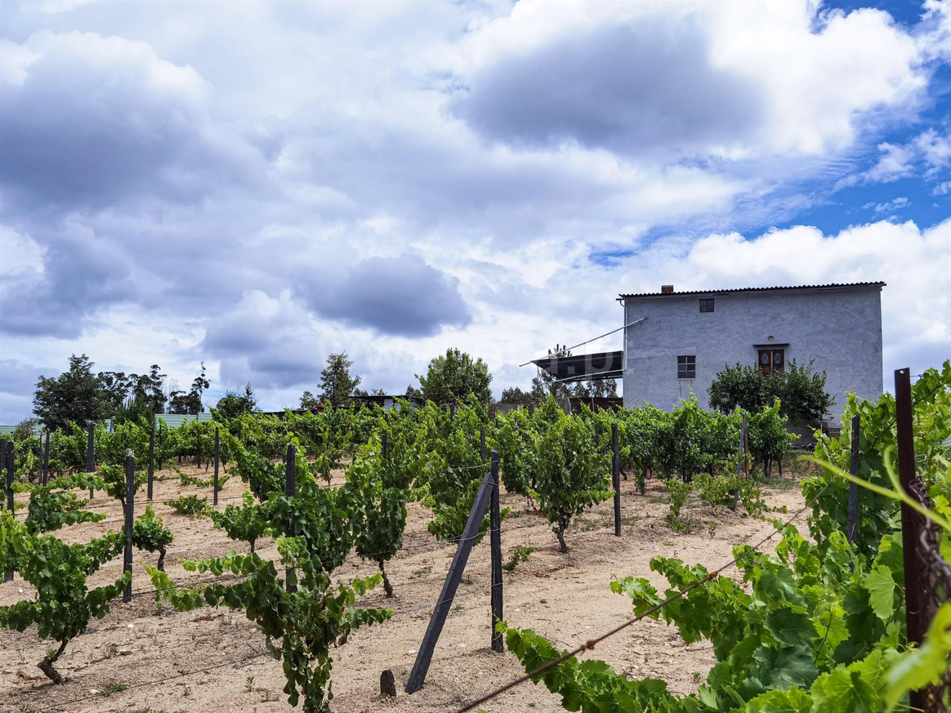 vendo quinta em Candosa